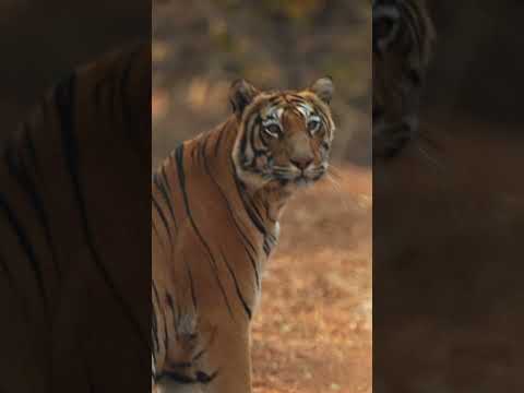 Tadoba National Park | Tigress Bijli #wildlifephotoghraphy #natgeowild #wildlife #bbcearth