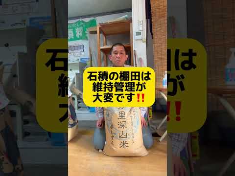 岐阜市 お米 美味しい 伊万里深山米 #shorts