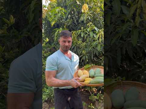 Amazing Mango #thailand #viral #reels #mango #amazing #amazing facts #youtubeshorts