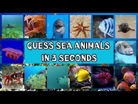 Sea Animals Quiz Challenge | Guess Sea Animals Names in 3 Seconds