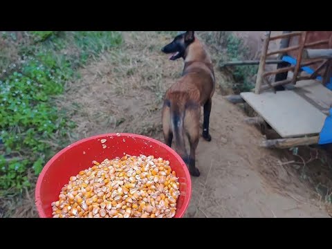 The sheep was lost  and the young man took the dog into the mountain to look for it. This horse dog