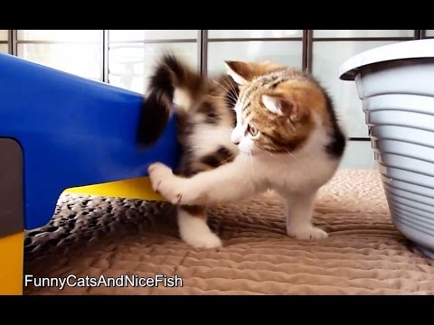 Cute Kitten Chasing of mom cat  tail