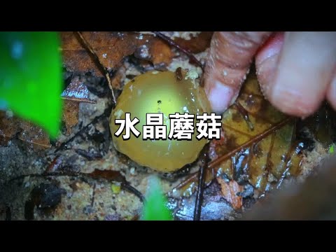 这蘑菇这么水灵，一看就好吃~