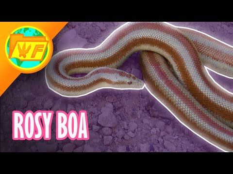 Why the Rosy Boa is a PERFECT Pet