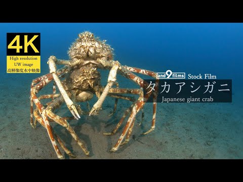 【4K 水中映像】タカアシガニ / Japanese giant crab / Macrocheira kaempferi