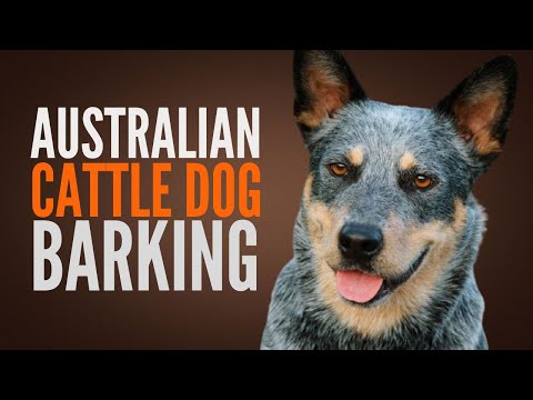 Australian Cattle Dog - Barking and Whining and Growling Sounds