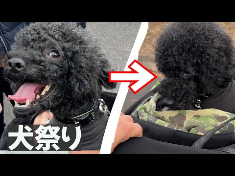 視聴者さんに会えてテンションMAX→帰りはこの世の終わりになる犬【トイプードル】