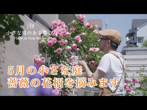 ガーデニング Vlog｜5月の小さな庭、薔薇の花柄を摘みます｜ガーデン雑貨｜カンパニュラ 〜小さな庭のある暮らし 123〜Gardening ｜ Life in a tiny garden