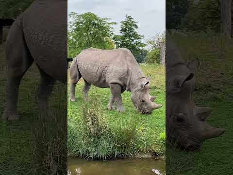 Black Rhino. #endangeredspecies #rhino #zoo #chesterzoo #rhinoceros #daysout #animalshorts