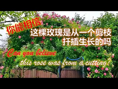 你能相信这棵玫瑰是从一个剪枝扦插生长的吗？Can you believe this rose was from a cutting?