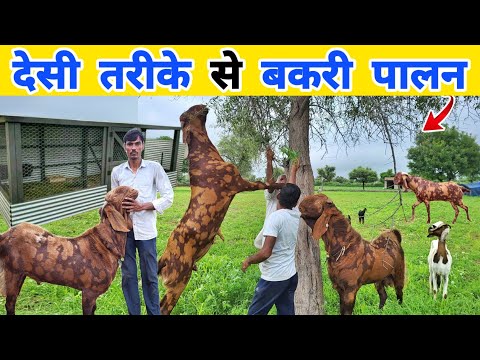 राजस्थान में कम खर्चे में बकरी पालन कैसे होता है | small goat shed design