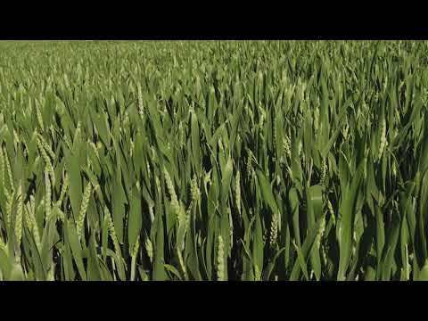 footage - corn field