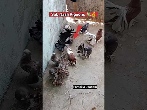 My Fancy Pigeon 😎 || Kabutar Ki Video || #pigeon #kabutarbazi #pigeonlover #kabootar #youtubeshorts