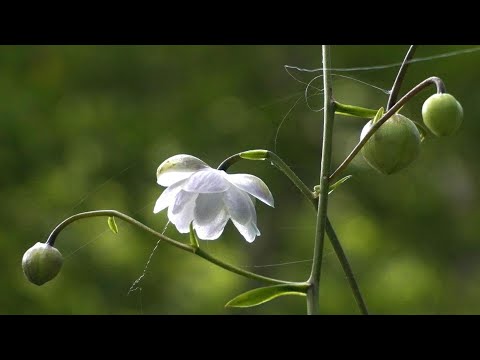 たじま高原植物園・レンゲショウマを撮りに・・・花と涼を求めて