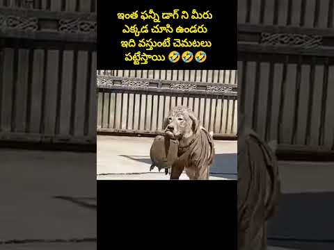 ఇంత దొంగ డాగ్ ని🐕ఎక్కడ చూసి ఉండరు😆ఎవరి మాట వినదు🤣 #shorts #funnydog