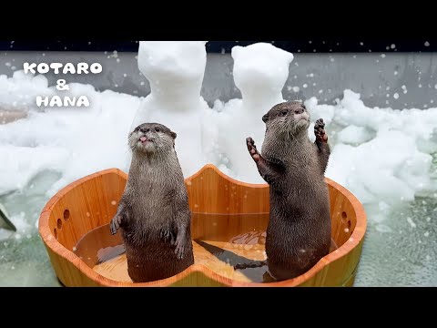 Otters Have a Lovely Unexpected Snow Day