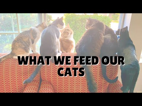 What We Feed Our Cats | Two Crazy Cat Ladies