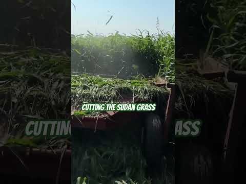 Cutting the sorghum Sudan grass we planted in May.  #shortsvideo #agriculture #farming