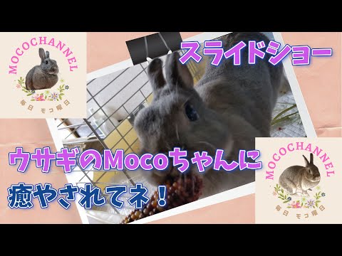 ”ウサギのMocoちゃん スライドショー”  かわいいしぐさに癒やされてネ！　