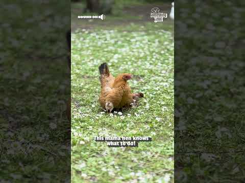 Chicks Nestle Under Mum's Feathers