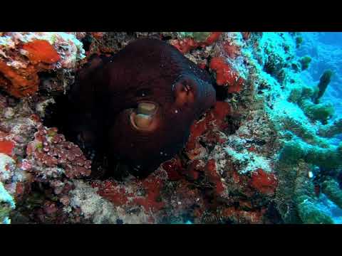 DIVING WITH CEPHALOPODS (OCTOPUS, SQUID AND CUTTLEFISH) AROUND THE WORLD UNDERWATER RELAXATION VIDEO