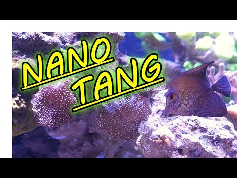 Can You Keep A Tang in a Nano Tank?