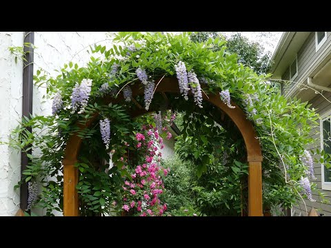 12 Vertical Gardening Ideas using Flowering Vines and Climbers