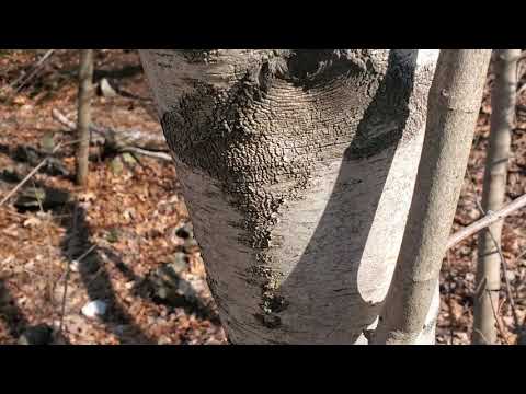 Tapping Birch for Sap and Syrup