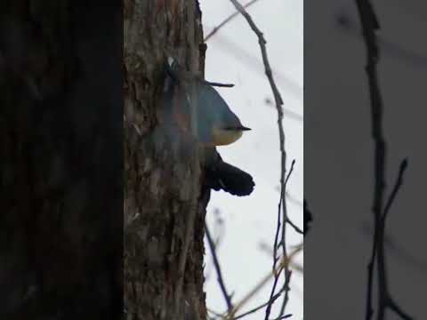 #wildlife Eurasian Nuthatch #birds