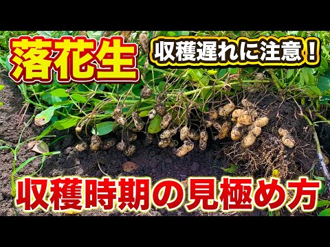 【落花生】収穫遅れにご注意！収穫時期を逃すと実が硬くなり腐敗します！