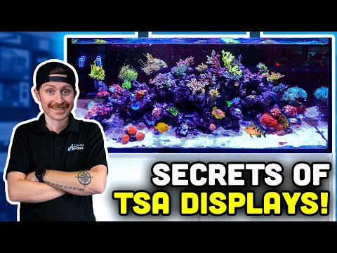 How the Professionals REEF! Checking Out the TSA Retail Display!