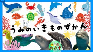 【海の生き物ずかん】水族館にいる海の生き物たちを探そう！クジラ イルカ ジンベエザメなど13種類のいきものとおさかなさんが登場するよ♪【子供向け 海の生き物知育アニメ】