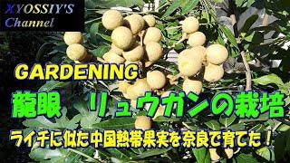 家で珍しい竜眼（リュウガン）を育てています。（栽培、家庭果樹栽培）