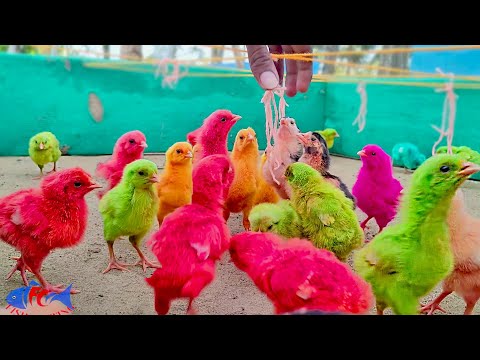 Comic MURGI Baby Chicks Vs Puppy Hen Gallina Videos