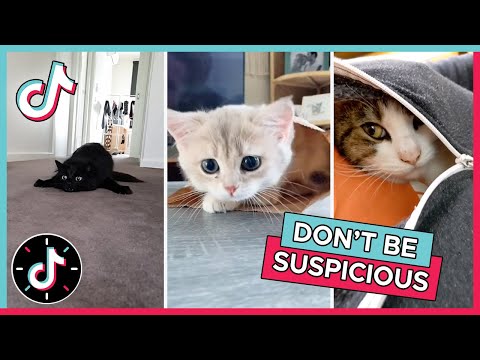 TikTok's Cutest Cats 😼  "Don't Be Suspicious" Meme Mashup