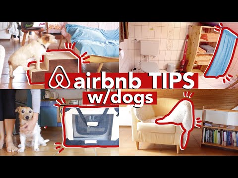 GOING ON VACATION WITH YOUR DOG » keep your airbnb / Vrbo host happy