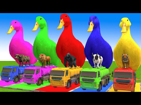 5 Giant Duck Cartoon,Cow,Elephant,Tiger,Lion,Gorilla, Paint Wild Animals Crossing Fountain Animation