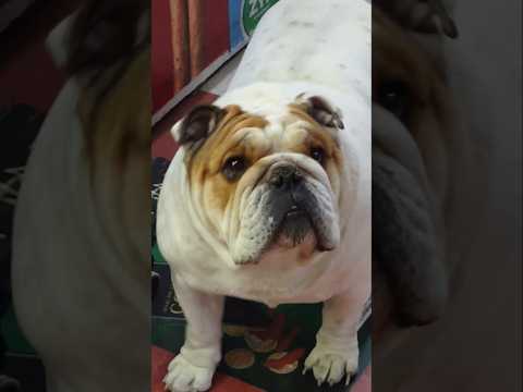 World's Cutest Bulldog #englishbulldog #bulldog #shorts #shortvideo #youtubeshorts #dog #pet #flo