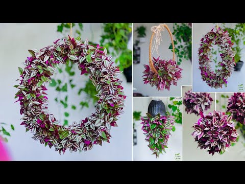 4 Amazing Inch Plant Hanging & Wreath Ideas | Inch Plant Growing Ideas | Hanging Plants//GREEN DECOR