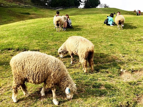 秋遊 - 登石門山、武嶺、清境農場-青青草原數綿羊🐑