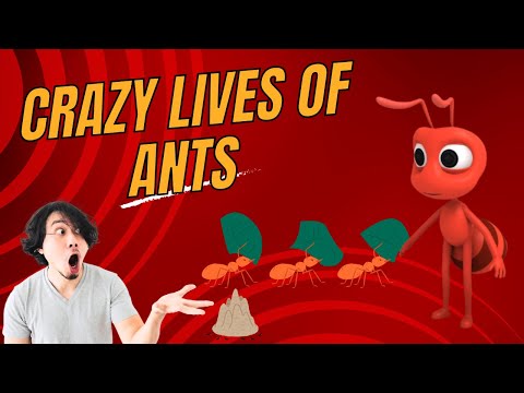 The Crazy Lives of Ants | Superhumans of the Animal World