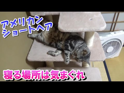 猫はどこで寝るのか！気まぐれにゃんこ（アメリカンショートヘア）