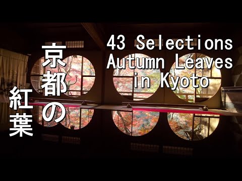 私が行った京都の紅葉名所43スポット紹介　Introducing 43 famous autumn leaves spots in Kyoto that I visited