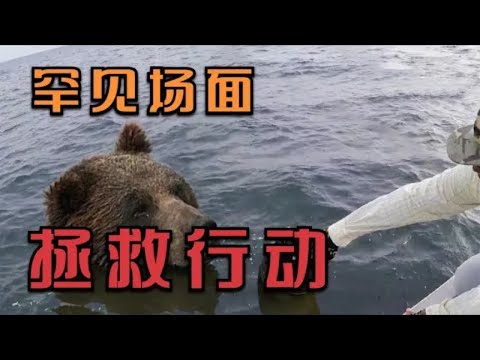 罕见的人类拯救多种动物的场面，如熊，小鹿，浣熊等 | 动物世界