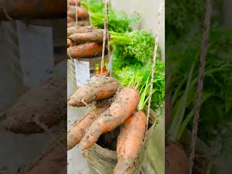 No More Buying Carrots, This Is How I Grow Clean Carrots For My Family (P1)