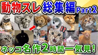 【2ch動物スレ】ネッコ総集編！名作ネコ動画や画像などまとめて2時間一気見！【猫好きには溜まらない動画、画像集】