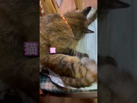 唐津の実家の猫が人懐こいですよ💕虎ちゃん😊いつも癒されます💕