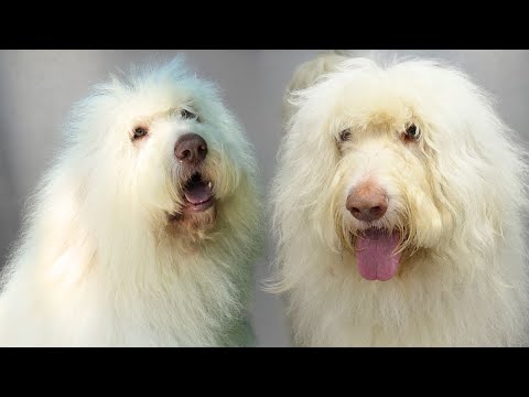 When The Owner Warns You It's His First Ever Groom...😬 | The FLOOFIEST Dog Ever