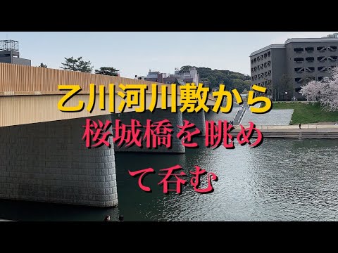 岡崎乙川河川敷で桜城橋を眺め、桜道散策