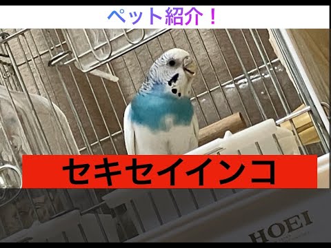 家で飼っているセキセイインコ紹介！可愛くない？#セキセイインコ#インコ#🦜